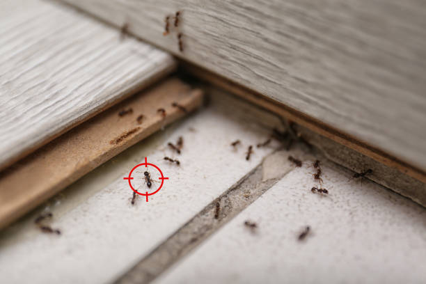 Trusted Marlow Heights, MD Pest Control Experts