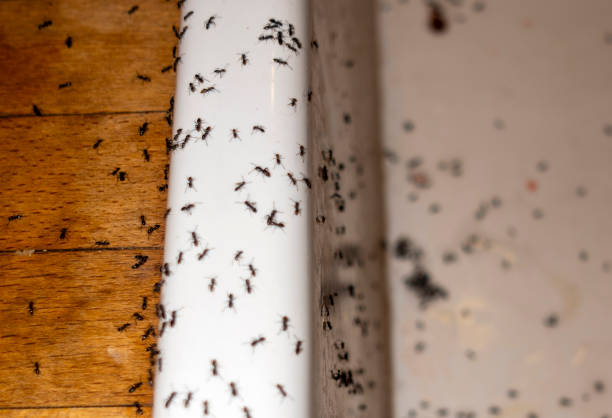 Best Pest Control for Homes  in Marlow Heights, MD